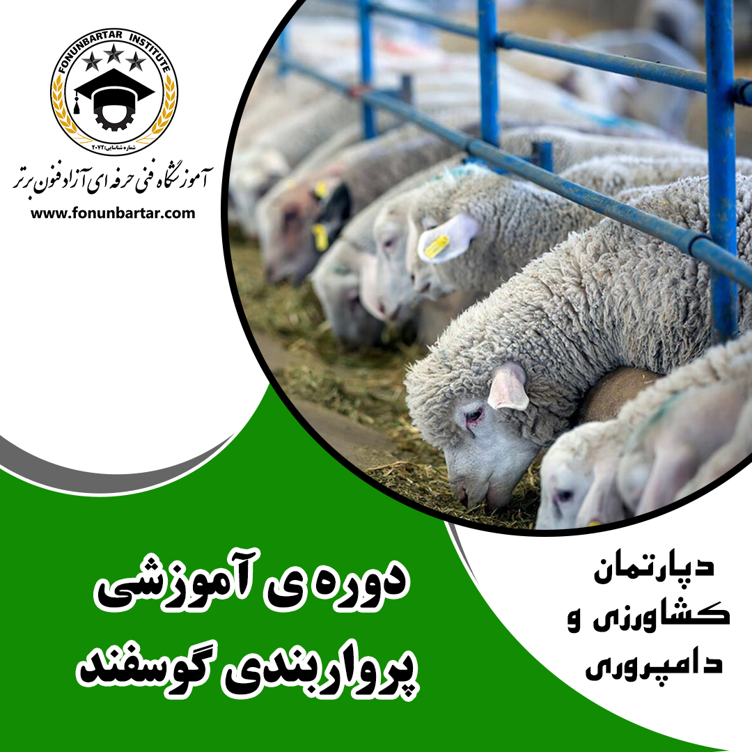 پرواربندی گوسفند + Sheep fattening
