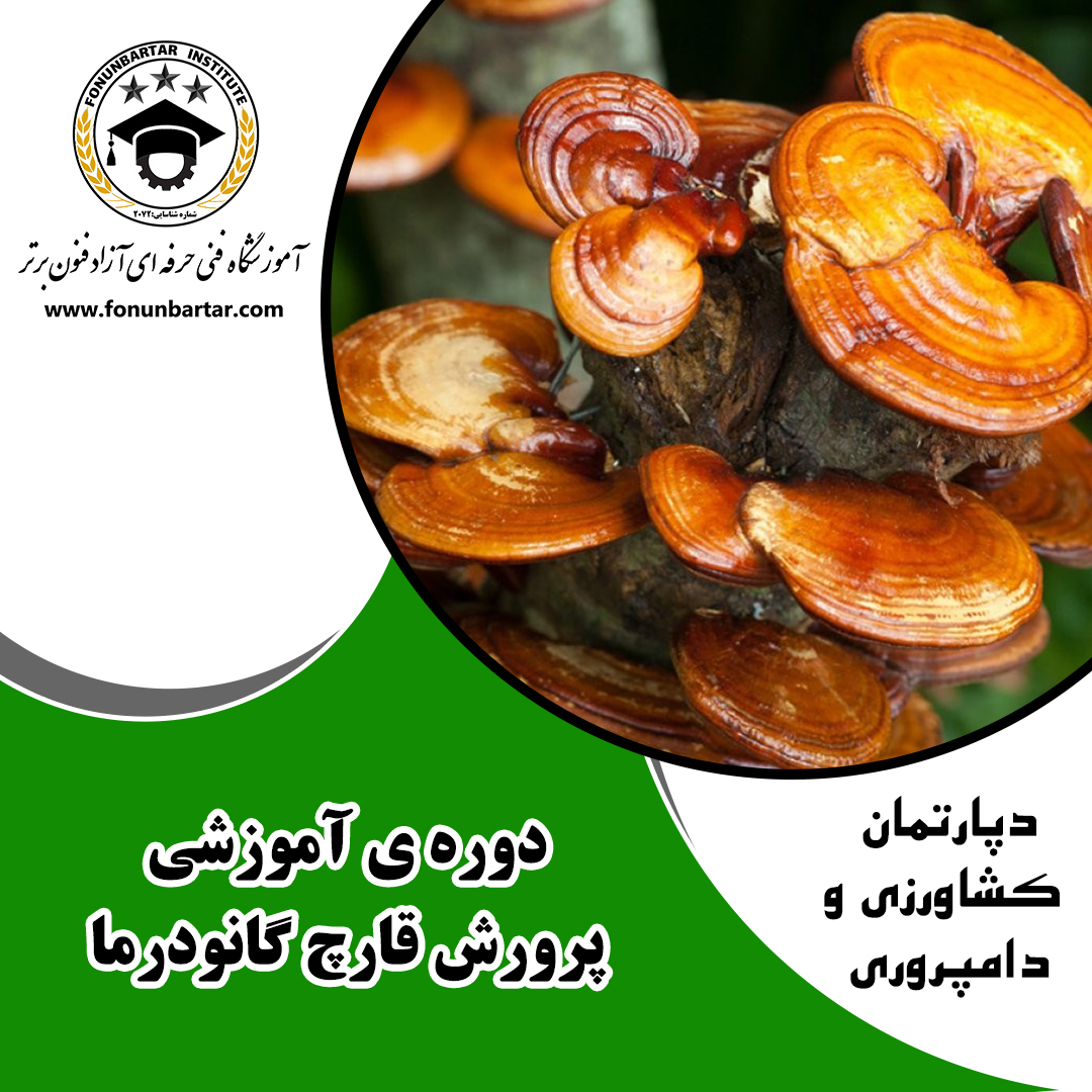 قارچ دارویی گانودرما + Ganoderma medicinal fungus