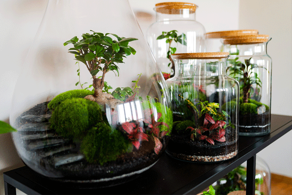 تولید کننده تراریوم + Terrarium manufacturer
