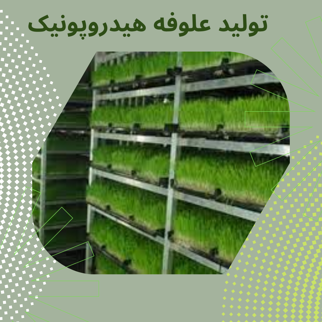 علوفه هیدروپونیک + Hydroponic fodder