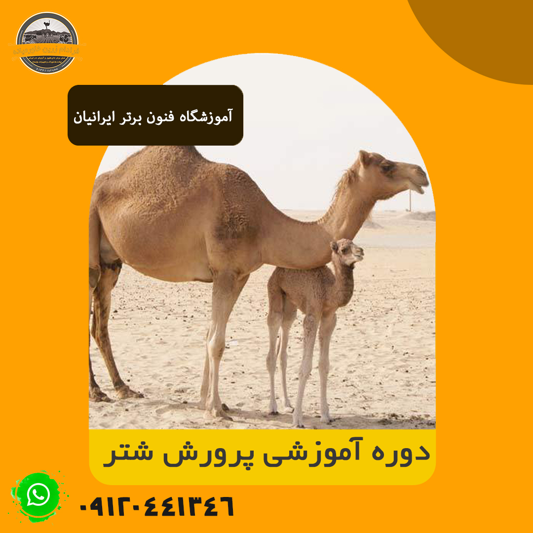 پرورش شتر + Camel breeding